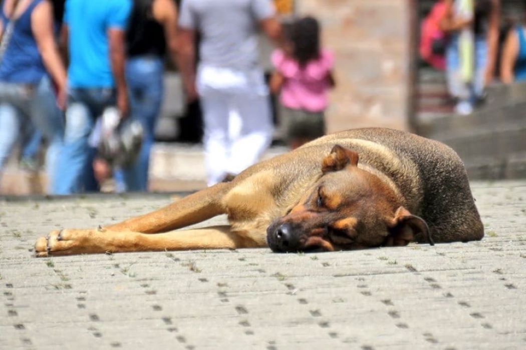 animales de calle en bucaramanga, fundacion perros bucaramanga, fundaciona animales bucaramanga